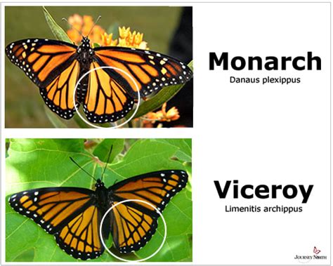 10 Fascinating Facts About Monarch Butterflies 2022
