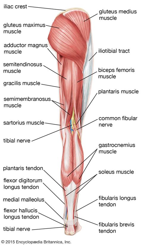 Muscles Of The Leg Laminated Anatomy Chart Ph