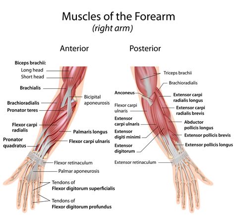 Muscles Of Forearm Wrist The Orthopedic Sports Medicine Institute
