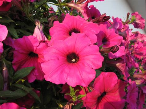 Si tratta di una pianta ricca di fiori che ama l'esposizione al sole e per più ore al giorno. Fiori in vaso, le varietà più resistenti e facili da ...