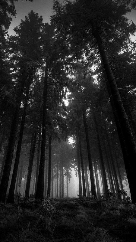 Dark Forest Aesthetic Gothic Aesthetic Fantasy Aesthetic Black And