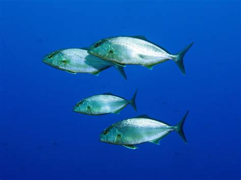 Seriola Dumerili Greater Amberjack Atlantis Gozo Pelagic Fish