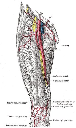 What Is Femoral Artery What Is Femoral