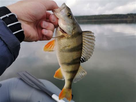 How To Catch Yellow Perch Everything You Need To Know Bass Fishing Hub
