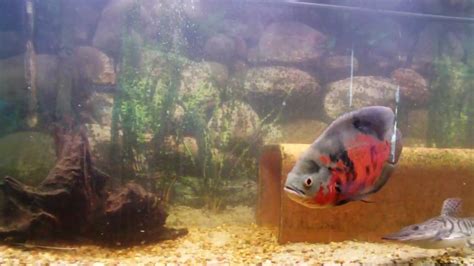 125 Gal Monster Fish Tank Oscar Tiger Shovelnose Clown Knife Youtube