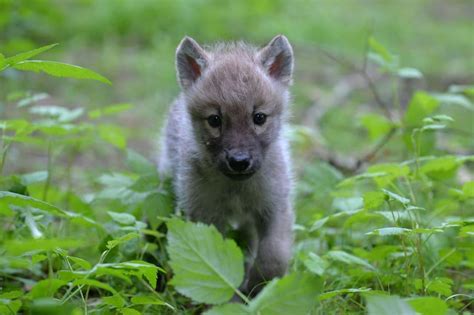 Scientists Unexpectedly Witness 3 Wolf Puppies Play Fetch Science