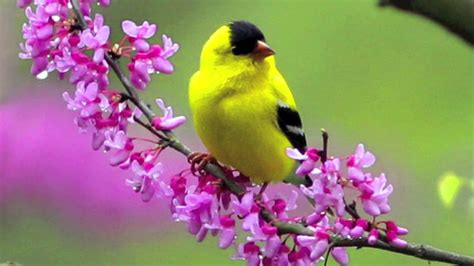 Spring Birds And Flowers Wallpaper Wallpapersafari