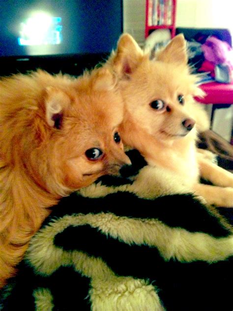 Pomeranians Mother And Son That Look Cute Puppies Dogs And