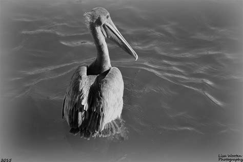 Pelican Black And White Photograph By Lisa Wooten Fine Art America
