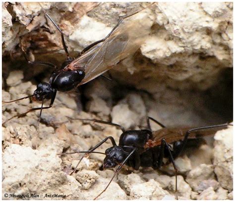 Parfait pour éloigner les fourmis de la cuisine en été comme en hiver. Elevage fourmis | AntsMania