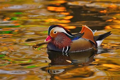 A Colorful Bird Floating On Top Of A Body Of Water