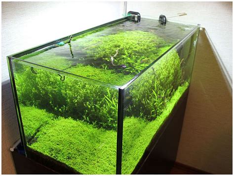 Акваскейп, Aquascape, дизайн аквариума, оформление аквариума