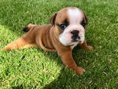 We put so much love and commitment into raising our puppies we want to ensure they get loving stable homes where they will mature into fantastic, sound, well. English Bulldog Puppies | Sheerness, Kent | Pets4Homes