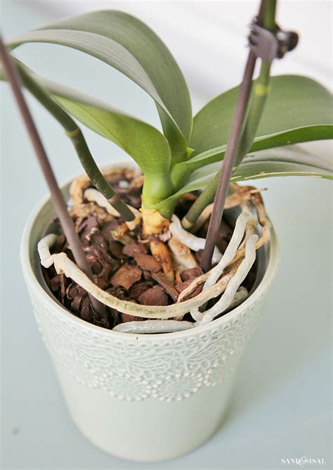Discover the types of cactus plants available as houseplants, the best cactus flowers and how to look after a cactuses, including prickly ones. How to Grow Orchids - a Beginner's Guide - Sand and Sisal