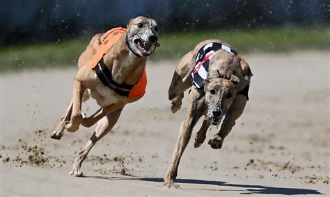 Greyhound Racings Growing Popularity Eu Reporter