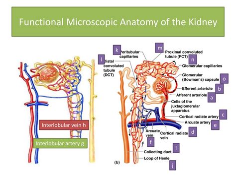 Functional Microscopic Anatomy Of The Kidney Anatomical Charts And Posters