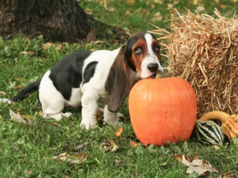 The soluble fiber in pumpkins actually helps absorb excess water in the bowels that the body didn't absorb properly, thereby helping to calm diarrhea. You Can Use Pumpkin to Treat Dog Diarrhea | Dog pumpkin ...
