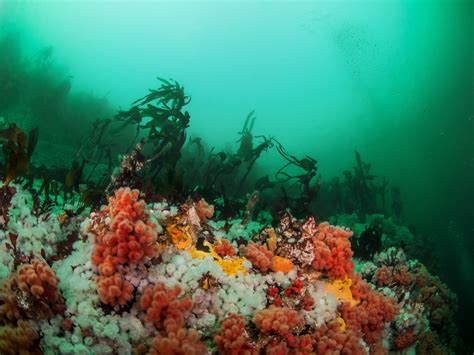 Free Images Sea Ocean Underwater Seaweed Coral Reef Algae