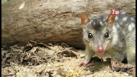 Northern Quoll Threatened By Cane Toads Abc News