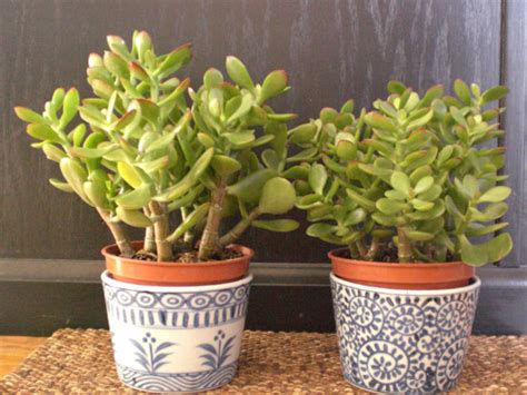 Top 4 Indoor Cacti And Succulents That Most People Have In