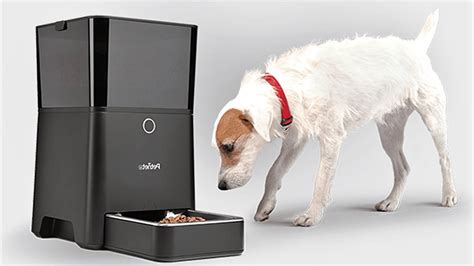 Get The Best Automatic Dog Feeder Top Picks And Tips Petaholics