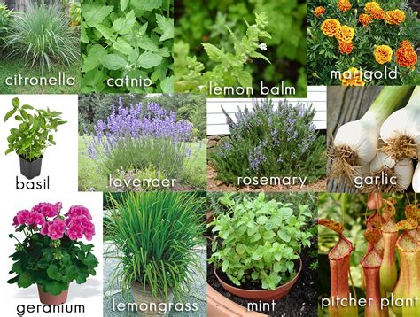 12 Plants That Repel Mosquitos From Your Backyard Living
