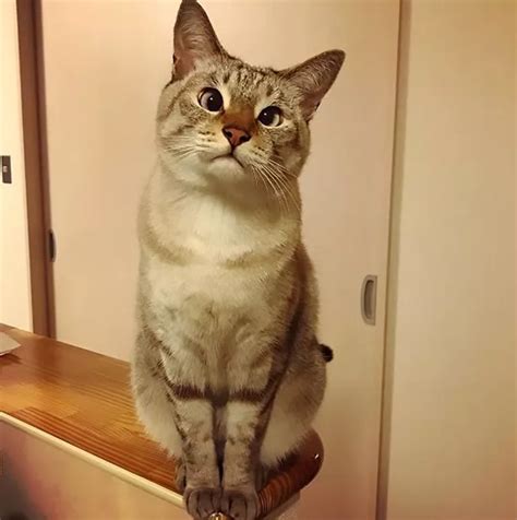 This Adorable Cross Eyed Siamese Cat Is Famous And Its All Because Of