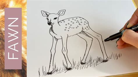Baby Animals How To Draw A Deer Fawn Youtube
