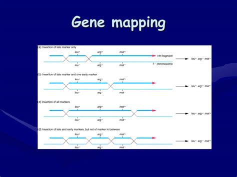 Gene Mapping L 