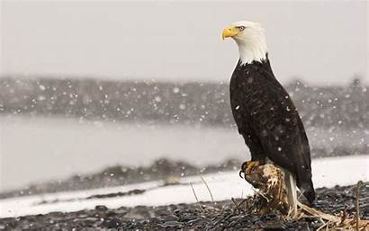 Eagle Bald Snow Wallpapers Birds Eagles Animals