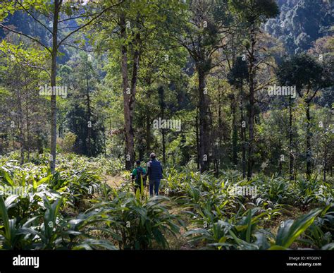 Tourists Walking In A Forest Hee Patal West Sikkim Sikkim India