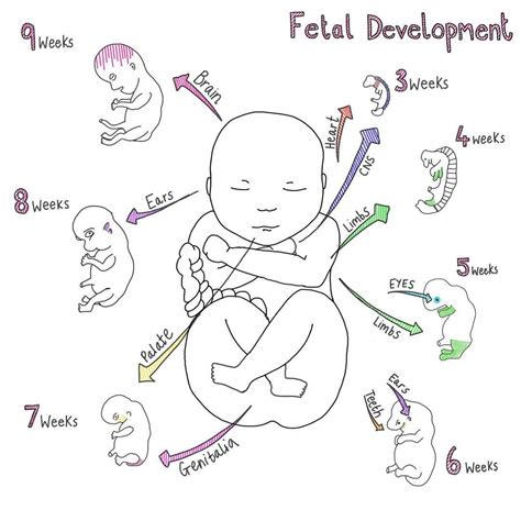 Fetal Development First Trimester This Was The First Illustration I