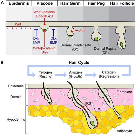 Frontiers Hair Follicle Morphogenesis During Embryogenesis