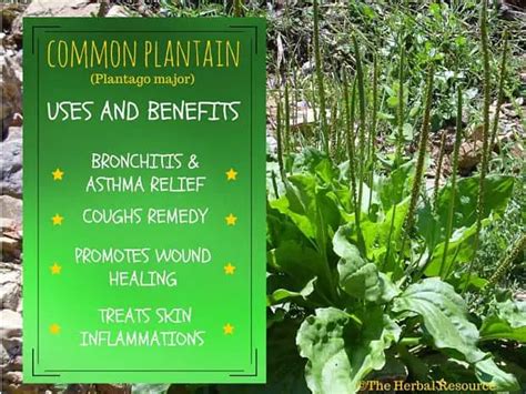 Plantain Health Benefits And Uses As A Medicinal Herb