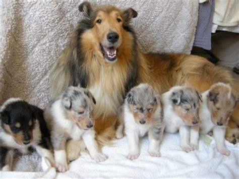 Dylans bb gangbang, 10 cocks, 11 loads, 1 hole. Here Come The Dogs! Part 8: The Kindest Dog Breeds! They ...