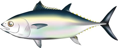 Fish And Sea Pinterest Album Pacific Bluefin Tuna Png Clipart Full