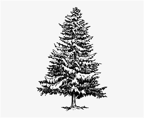 21+ Free Pine Tree Svg Pics Free SVG files | Silhouette and Cricut