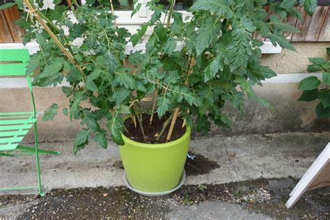 La Culture De Tomates En Pots Jardins Dallages