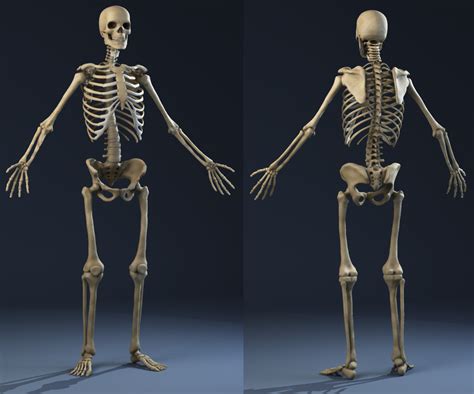 Anatomy Skeleton Male 3d Model