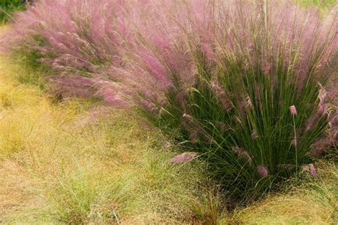 8 Native Grasses And Sedges For Southeastern Gardens