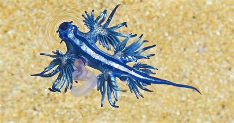 Glaucus Atlanticus, The Sea's Gorgeous, Deadly Blue Dragon