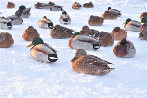 Wild Ducks On Snow Stock Photo Image Of Evening Snow 137685710