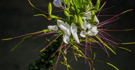 Infecciosas e parasitárias os agentes etiológicos das doenças infecciosas e parasitárias pertencem a cinco principais grupos de organismos: Pesquisadores da URCA estudam planta da caatinga para ...
