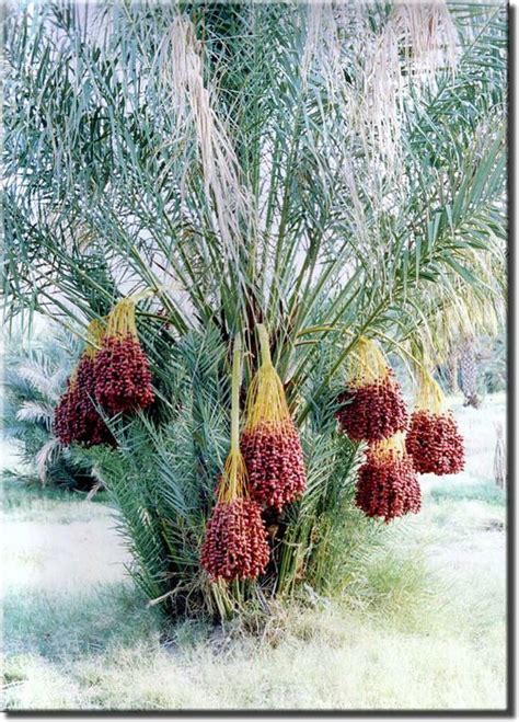 How To Grow Date Palm Tree Growing Medjool Dates Everything About Garden