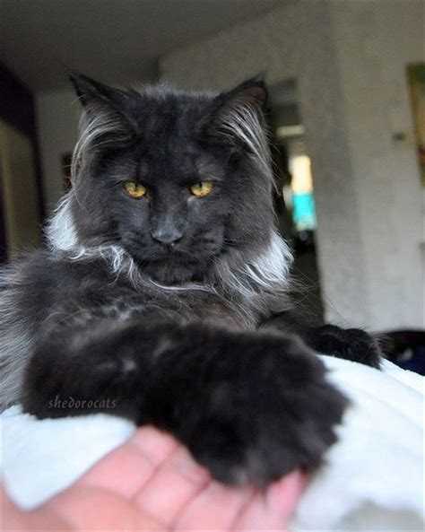 Get the best deal for quay cat eye sunglasses black for women from the largest online selection at ebay.com. 20+ Best Amazing Pictures Of Maine Coon Cat | FallinPets