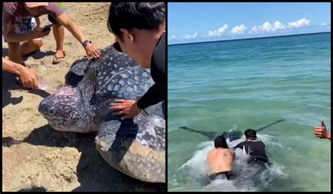Video Giant Leatherback Sea Turtle Rescued At Indonesias Beach