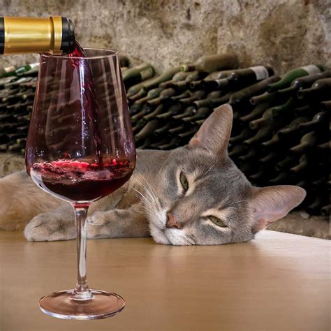 Remember That Story About Wine For Cats We Have An Update