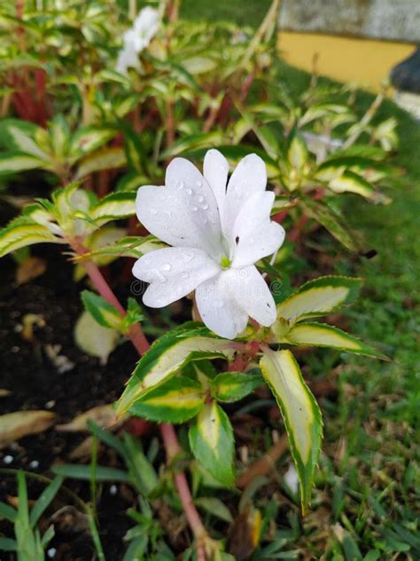 Closeup Shot Of A Beautiful White Jasmine Flower In A Garden Stock