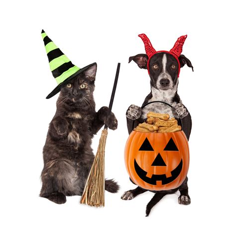 Halloween Costume Contest ~ Wateree Animal Hospital