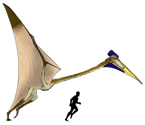 How To Sex A Pterosaur Astrobioloblog